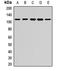 Exocyst Complex Component 4 antibody, orb411975, Biorbyt, Western Blot image 