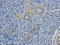 Solute Carrier Family 30 Member 8 antibody, orb158829, Biorbyt, Immunohistochemistry paraffin image 