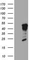 Glial Cells Missing Transcription Factor 1 antibody, CF810518, Origene, Western Blot image 