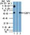 Guanylate Binding Protein 1 antibody, PA5-23509, Invitrogen Antibodies, Western Blot image 