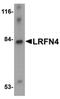 Leucine Rich Repeat And Fibronectin Type III Domain Containing 4 antibody, PA5-20699, Invitrogen Antibodies, Western Blot image 