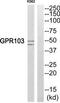 Pyroglutamylated RFamide peptide receptor antibody, TA315895, Origene, Western Blot image 