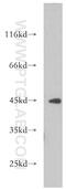 Exo/Endonuclease G antibody, 21523-1-AP, Proteintech Group, Western Blot image 