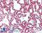 Claudin 5 antibody, LS-B2331, Lifespan Biosciences, Immunohistochemistry paraffin image 
