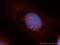 Sperm-associated antigen 5 antibody, 14726-1-AP, Proteintech Group, Immunofluorescence image 