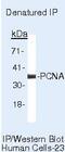 PCNA antibody, MA5-11358, Invitrogen Antibodies, Immunoprecipitation image 