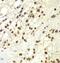 RPA34 antibody, FNab07392, FineTest, Immunohistochemistry frozen image 