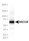ATP Binding Cassette Subfamily G Member 8 antibody, MA5-24788, Invitrogen Antibodies, Western Blot image 