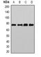 SP110 Nuclear Body Protein antibody, abx141993, Abbexa, Western Blot image 