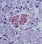 Sentrin-specific protease 2 antibody, NB100-56406, Novus Biologicals, Immunohistochemistry frozen image 