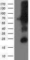 Dipeptidyl Peptidase 3 antibody, TA503242, Origene, Western Blot image 
