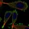 Keratin 75 antibody, HPA076201, Atlas Antibodies, Immunofluorescence image 