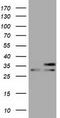 Four And A Half LIM Domains 1 antibody, TA501296, Origene, Western Blot image 