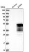 Ermin antibody, NBP1-84802, Novus Biologicals, Western Blot image 