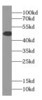 Solute carrier family 22 member 16 antibody, FNab05965, FineTest, Western Blot image 
