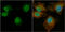Coiled-Coil Domain Containing 14 antibody, GTX120754, GeneTex, Immunofluorescence image 