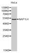 Nucleosome Assembly Protein 1 Like 4 antibody, MBS126638, MyBioSource, Western Blot image 
