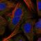 Vasculin antibody, HPA037773, Atlas Antibodies, Immunofluorescence image 