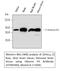 Histone H3 antibody, M33947, Boster Biological Technology, Western Blot image 