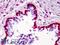 Methyltransferase Like 7A antibody, LS-B3857, Lifespan Biosciences, Immunohistochemistry paraffin image 