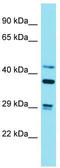 Striatin-3 antibody, TA338087, Origene, Western Blot image 