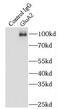 Glutamate Ionotropic Receptor AMPA Type Subunit 2 antibody, FNab03504, FineTest, Immunoprecipitation image 