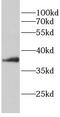 Serine/threonine-protein phosphatase PP1-alpha catalytic subunit antibody, FNab10274, FineTest, Western Blot image 