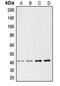 Chemerin Chemokine-Like Receptor 1 antibody, GTX56249, GeneTex, Western Blot image 