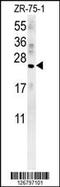 NEU2 antibody, MBS9205129, MyBioSource, Western Blot image 