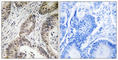 Star-PAP antibody, abx014970, Abbexa, Western Blot image 