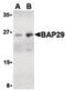 B Cell Receptor Associated Protein 29 antibody, PA5-20196, Invitrogen Antibodies, Western Blot image 