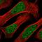 Zinc Finger Protein 613 antibody, HPA026833, Atlas Antibodies, Immunofluorescence image 