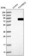 FAD-dependent oxidoreductase domain-containing protein 2 antibody, NBP1-82084, Novus Biologicals, Western Blot image 