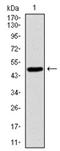 S-Phase Kinase Associated Protein 1 antibody, AM06720SU-N, Origene, Western Blot image 