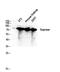 Seprase antibody, A00422-4, Boster Biological Technology, Western Blot image 