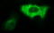 Angiomotin antibody, M04170-1, Boster Biological Technology, Immunofluorescence image 
