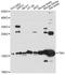 KRAB Box Domain Containing 4 antibody, A14514, ABclonal Technology, Western Blot image 