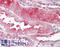 NET50 antibody, LS-A8235, Lifespan Biosciences, Immunohistochemistry frozen image 