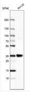 RELT Like 1 antibody, NBP1-90886, Novus Biologicals, Western Blot image 