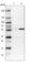 Major Facilitator Superfamily Domain Containing 11 antibody, HPA022001, Atlas Antibodies, Western Blot image 