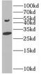 Growth Differentiation Factor 2 antibody, FNab00921, FineTest, Western Blot image 