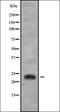 Regulator of G-protein signaling 4 antibody, orb338645, Biorbyt, Western Blot image 