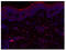 Interleukin 23 Subunit Alpha antibody, AM31213AF-N, Origene, Immunohistochemistry paraffin image 