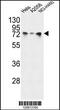 Heat Shock Protein Family A (Hsp70) Member 5 antibody, MBS9204629, MyBioSource, Western Blot image 