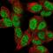 PCGF2 antibody, HPA063531, Atlas Antibodies, Immunofluorescence image 