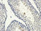 Steroid 5 Alpha-Reductase 2 antibody, orb101414, Biorbyt, Immunohistochemistry paraffin image 