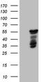 Basic Helix-Loop-Helix Family Member E41 antibody, TA806439, Origene, Western Blot image 