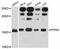 Prefoldin Subunit 2 antibody, A12269, ABclonal Technology, Western Blot image 
