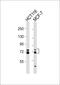 Epithelial splicing regulatory protein 1 antibody, MBS9207042, MyBioSource, Western Blot image 