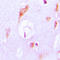 Sterol 26-hydroxylase, mitochondrial antibody, LS-C352098, Lifespan Biosciences, Immunohistochemistry paraffin image 